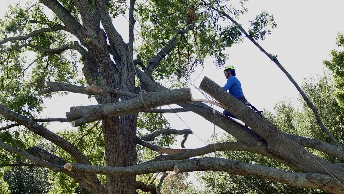 Professional Crown Thinning performed by certified arborists in Lyndhurst